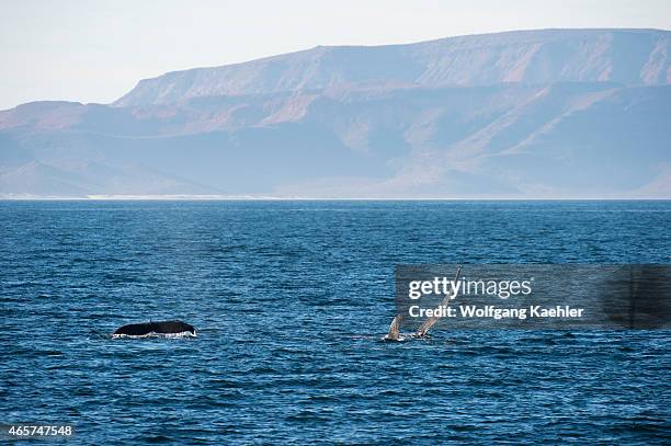 Humpback whale slapping the pectoral fin on the water in the Bahia de La Paz, Sea of Cortez in Baja California, Mexico.