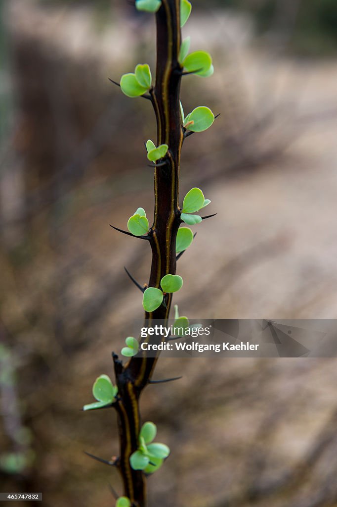 Leaves sprouting from a bush after rainfall on Isla Espiritu...