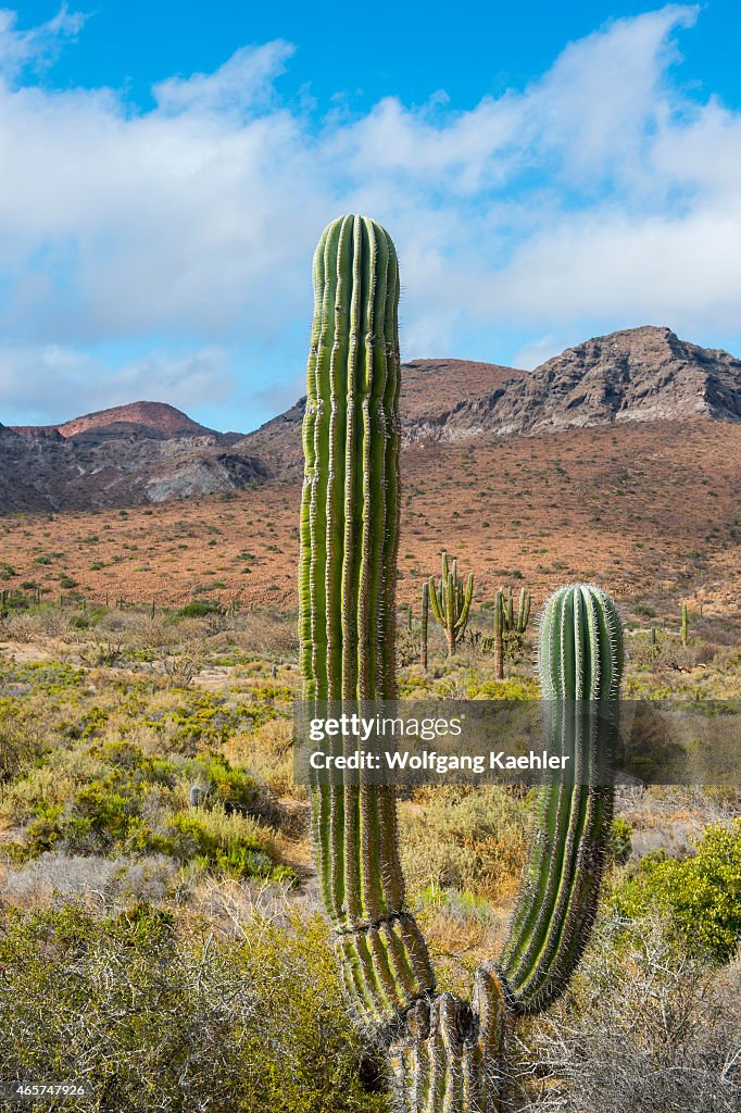 Landscape with cardon cacti (Pachycereus pringlei) on the...