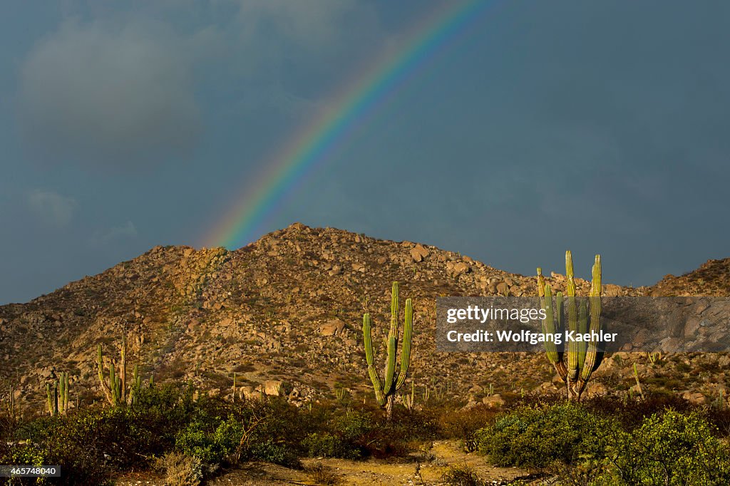 Landscape with cardon cacti (Pachycereus pringlei) and...