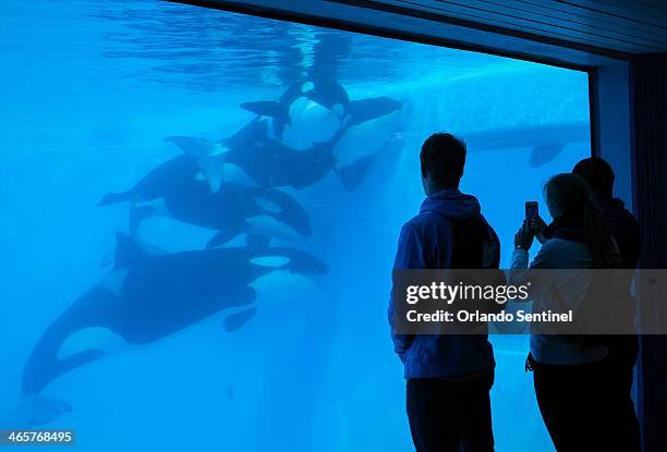 Patrons watch the Orcas play from the underwater viewing area at the Shamu Up Close attraction at Sea World in Orlando, Fla., Jan. 7, 2014.