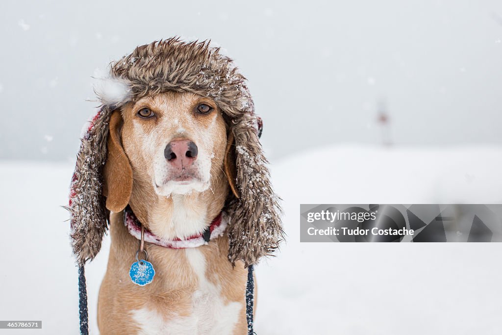 Dog wears a winter hat