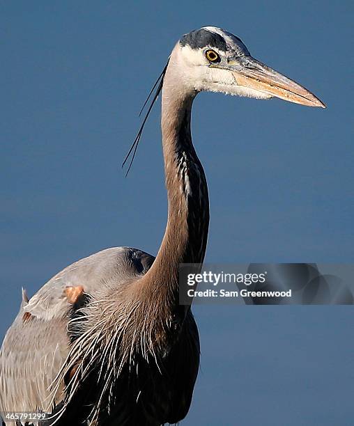 Great blue heron hunts on the 10th hole during the pro-am round prior to the Waste Management Phoenix Open at the TPC Scottsdale on January 29, 2014...