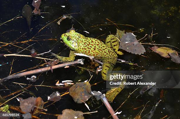 Chiricahua leopard frog floats in a pond near Santa Fe, New Mexico. The endangered frog is threatened by habitat loss and has disappeared from 80...