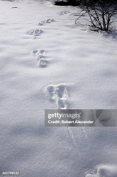 Show Some Rabbit Tracks Rabbit Tracks In Snow Photos and Premium High Res Pictures - Getty Images