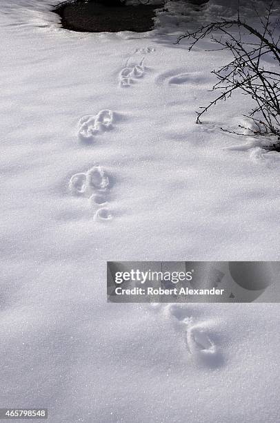 56 Rabbit Tracks In Snow Stock Photos, High-Res Pictures, and Images ...