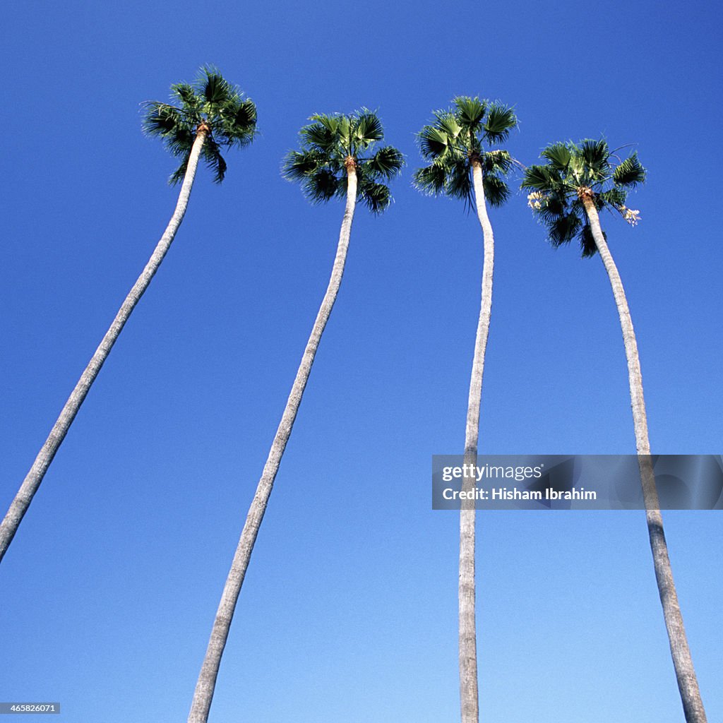 Palm trees lining Hollywood Boulevard, Los Angeles