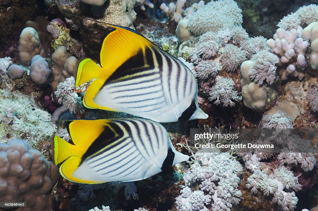 Pair of butterflyfish