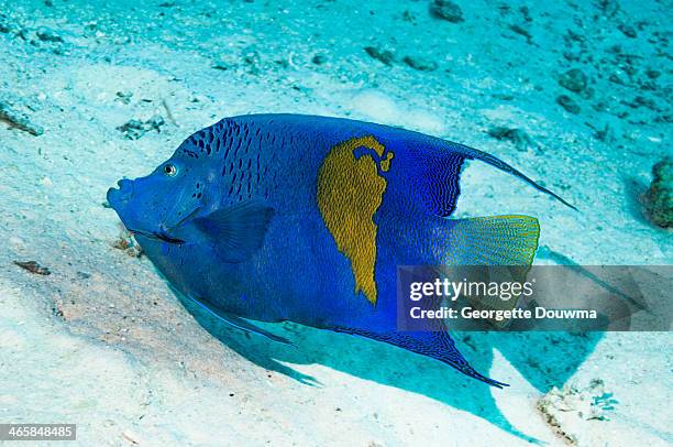 angelfish - angelfish stock pictures, royalty-free photos & images