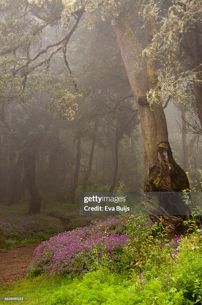 Secrets of the cloud forest