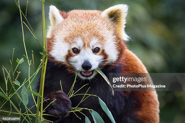 Red panda photographed at Cotswold Wildlife Park in Oxfordshire, taken on March 28, 2014.