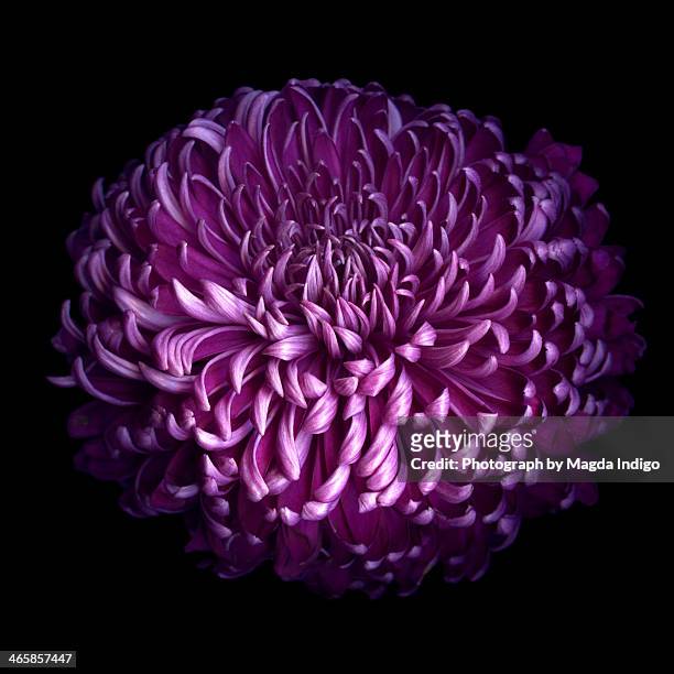 glorious autumn purple chrysanthemum... - chrysanthemum stock pictures, royalty-free photos & images