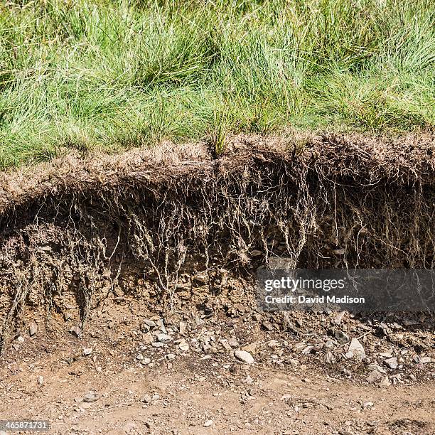 bank edge showing peat layer in soil. - capas del suelo fotografías e imágenes de stock