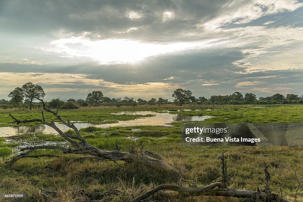 Dead tree in a swamp in the Okavango Delta