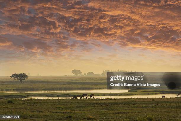 impalas in the morning in chobe nat. park - zambezi river stock pictures, royalty-free photos & images