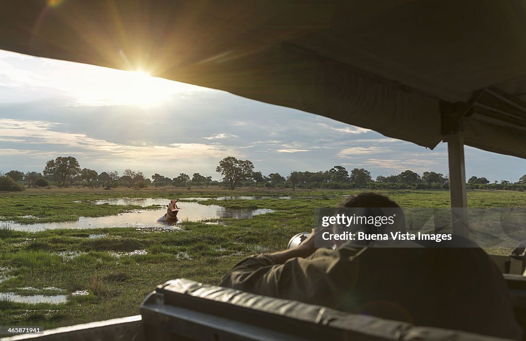 Tourist photographing a hippo in the Okavango Delt