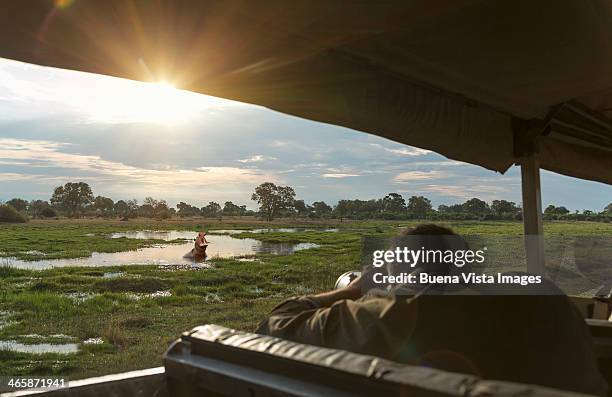 tourist photographing a hippo in the okavango delt - okavango delta stock pictures, royalty-free photos & images