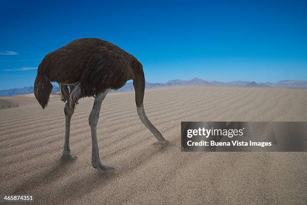 ostrich hiding his head under  sand - den kopf in den sand stecken stock-fotos und bilder