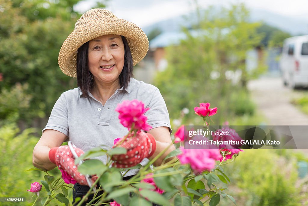 Woman tending to rose bush
