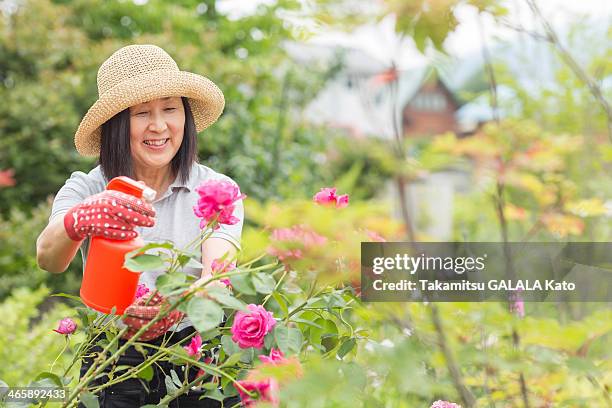 woman tending to rose bush - 趣味 ストックフォトと画像