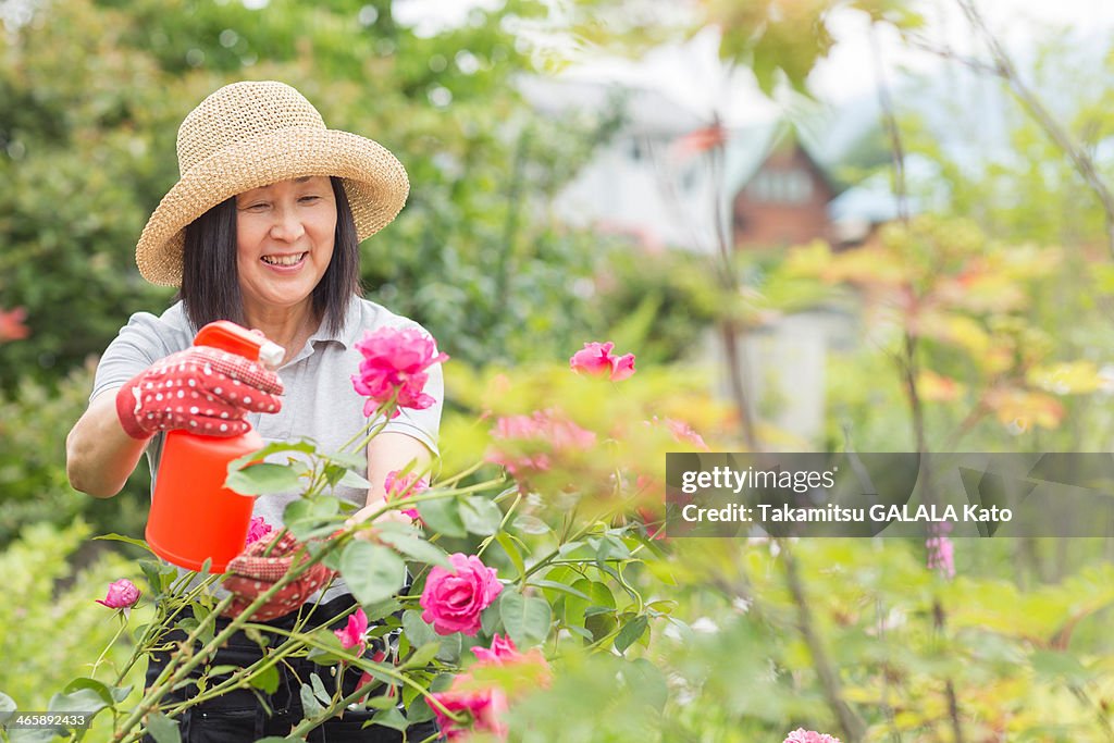 Woman tending to rose bush