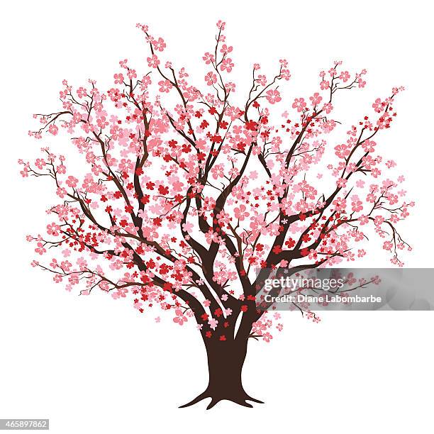 pink and red cherry blossom tree in full bloom - red bud stock illustrations