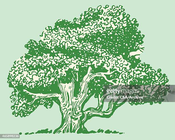 large tree - family tree stock illustrations