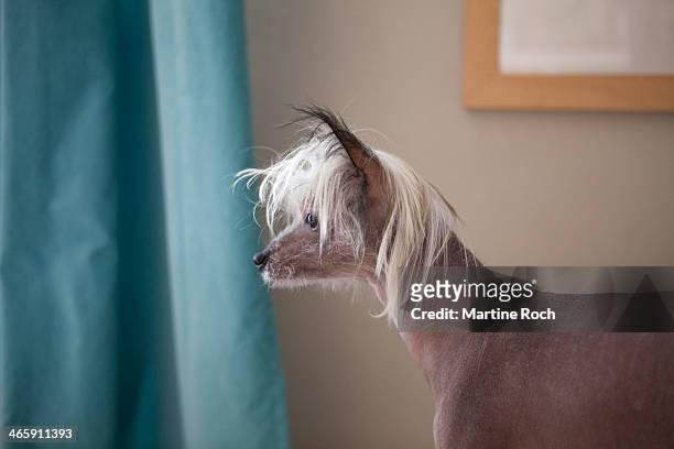 iggy - chinese crested dog - cão chinês de crista imagens e fotografias de stock