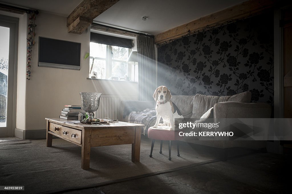 Beagle dog sitting in a sunbeam