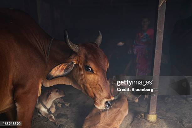 Cattle stand in a cow shelter, known as a goshala, in Mumbai, India, on Tuesday, March 10, 2015. The government of the state of Maharashtra last week...