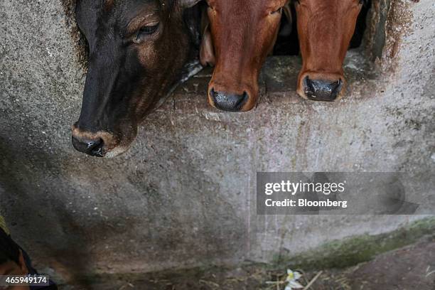 Cattle look out the window of a cow shelter, known as a goshala, in Mumbai, India, on Tuesday, March 10, 2015. The government of the state of...