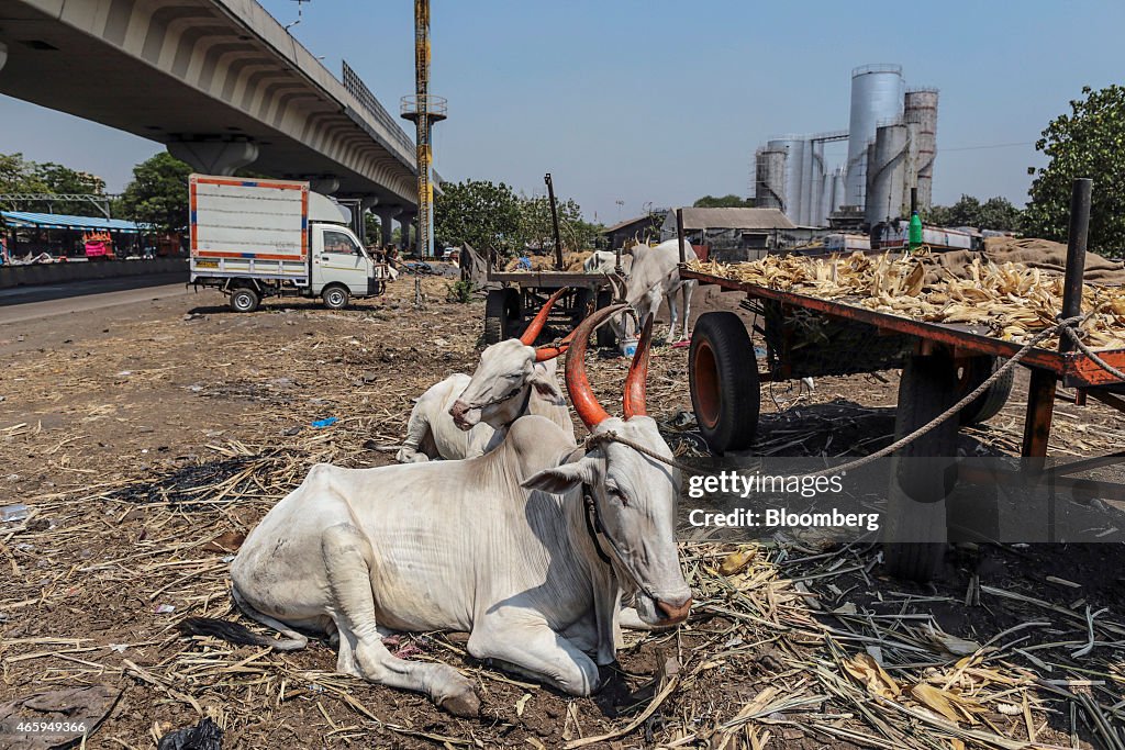 General Images of India's Cattle Industry and Culture As Beef Boom Threatened as Old Tensions Flare