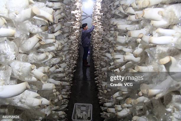Worker picks pleurotus eryngii at rooms of edible fungi in a Nenihuang County's flora company on March 12, 2015 in Anyang, Henan province of China....