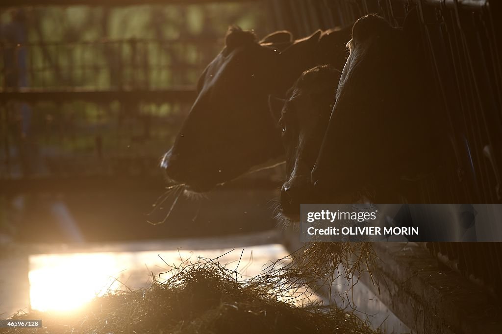 ITALY-EU-AGRICULTURE-MILK-QUOTAS