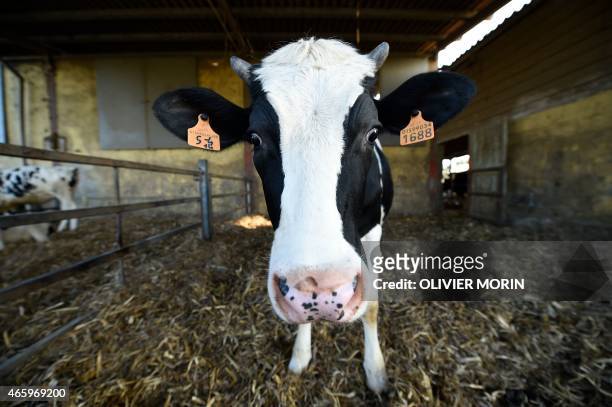 Dairy cow is pictured in a farm on March 11, 2015 in Abbiategrasso, near Milan. Thirty years after introducing quotas to combat the butter mountain...