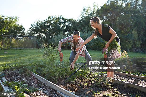 husband & wife harvesting carrots in their garden - couple gardening stock pictures, royalty-free photos & images