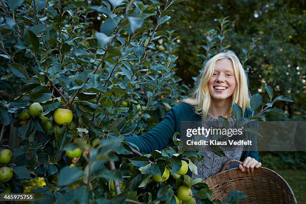 young woman laughing while picking apples - green apples stockfoto's en -beelden