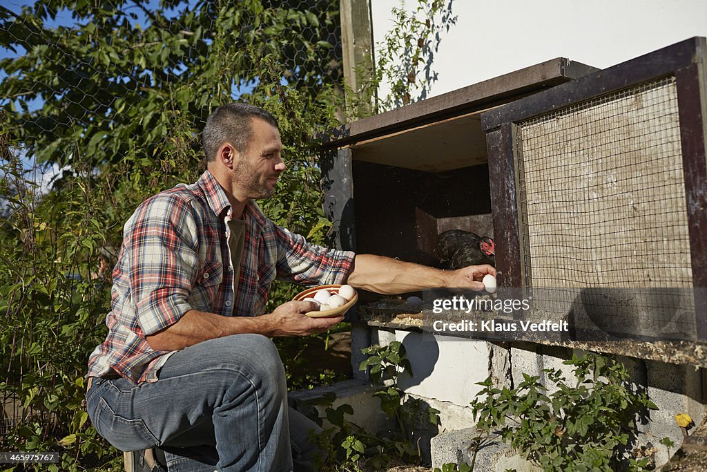 Man collecting eggs at small chicken coop