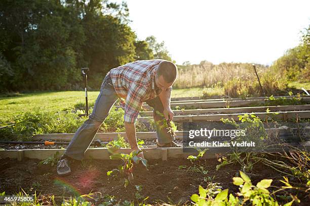 man removing weeds from vegetable garden - pants pulled stock-fotos und bilder