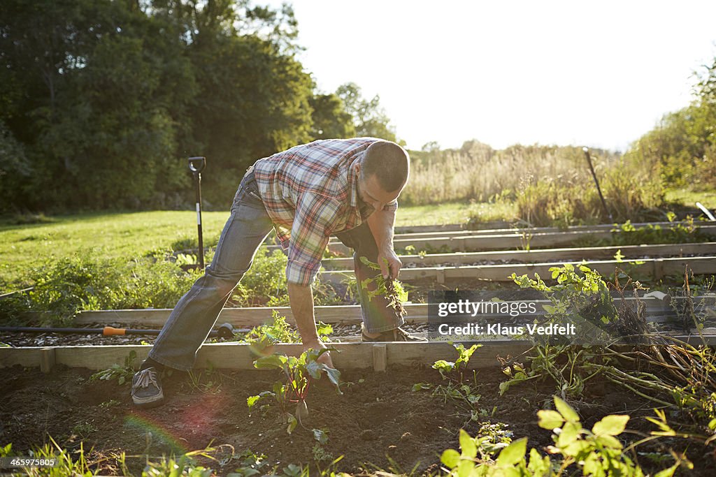 Man removing weeds from vegetable garden