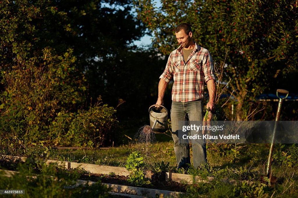 Man holding carrots, watering vegatable garden