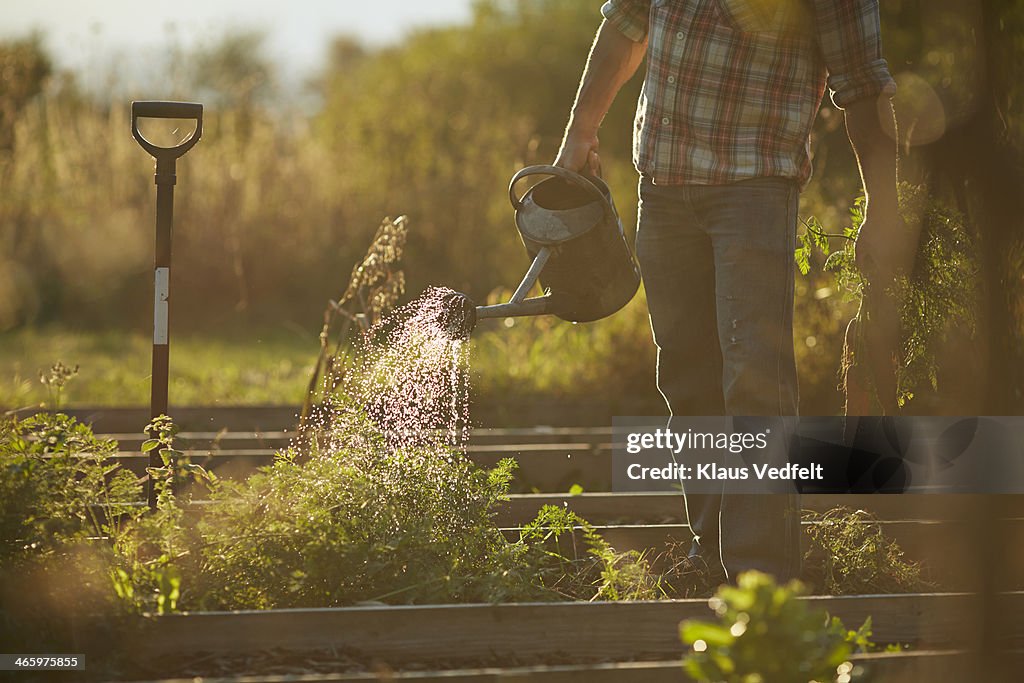 Man watering plants in vegetable garden at sunset
