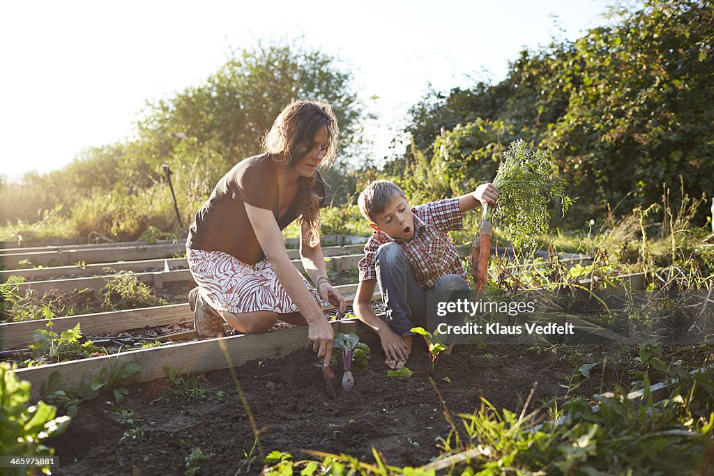 Boy harvesting big carrots with mom, in garden