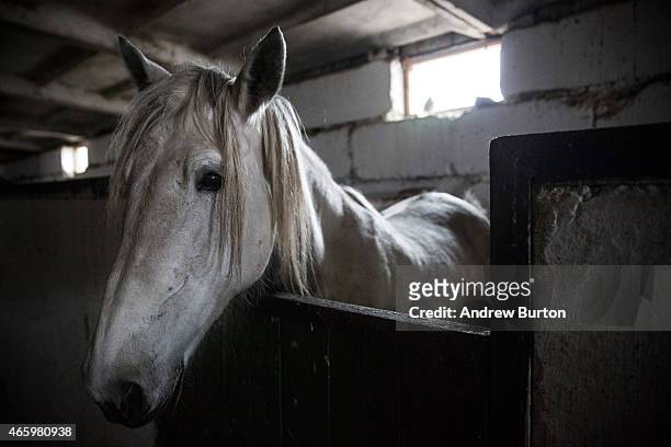 Horse waits for a skills performance by ethnically Cossack pro-Russian rebels on March 12, 2015 in Makeevka, Ukraine. The conflict between Ukraine...