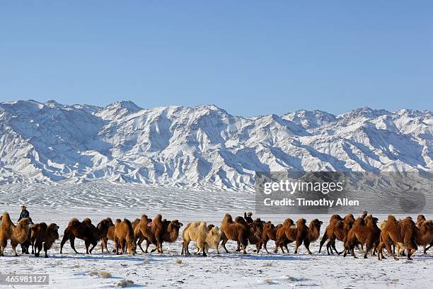 nomads corral caravan of camels in desert snow - bactrian camel stock pictures, royalty-free photos & images
