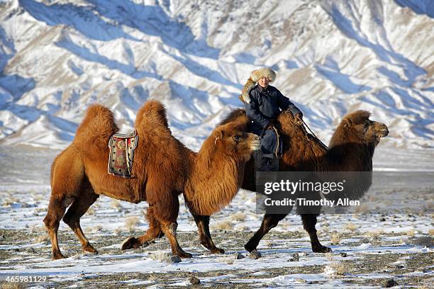 nomadic herder rides bactrian camel, gobi desert - camel active fotografías e imágenes de stock