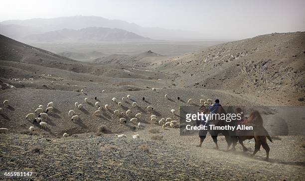 mongolian nomad herds cashmere goats & sheep - bactrian camel stock pictures, royalty-free photos & images