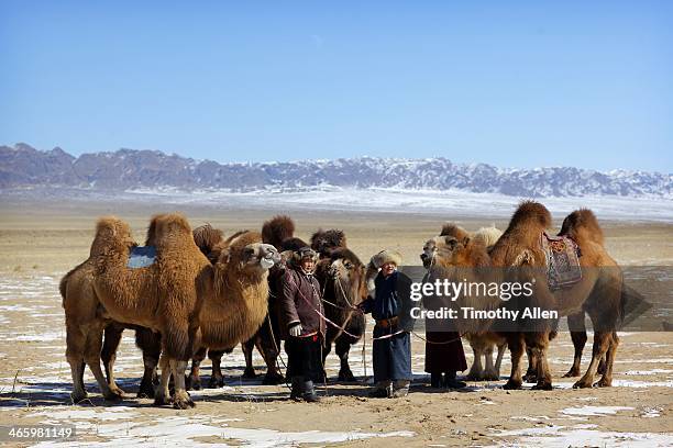 nomadic herders & bactrian camels, gobi desert - gobi gurvansaikhan national park stock pictures, royalty-free photos & images