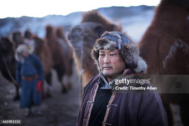 nomadic camel herder in gobi desert - bactrian camel stock pictures, royalty-free photos & images