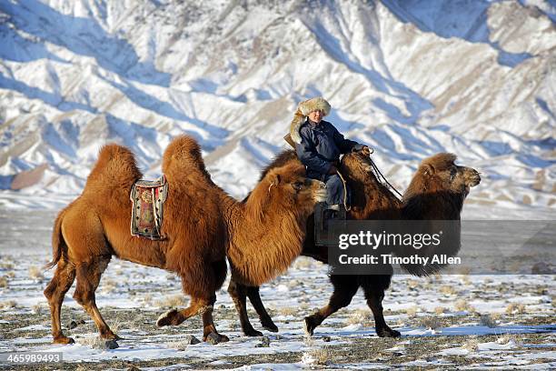 nomadic herder rides camel across gobi desert - bactrian camel winter stock pictures, royalty-free photos & images